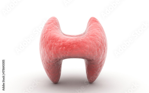 3d rendered Endocrine parathyroid gland on a white background