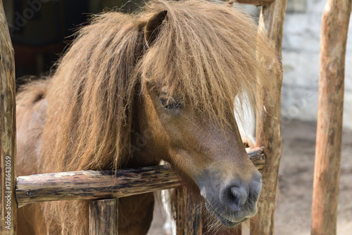Brown pony with funny hair © Leo Lintang