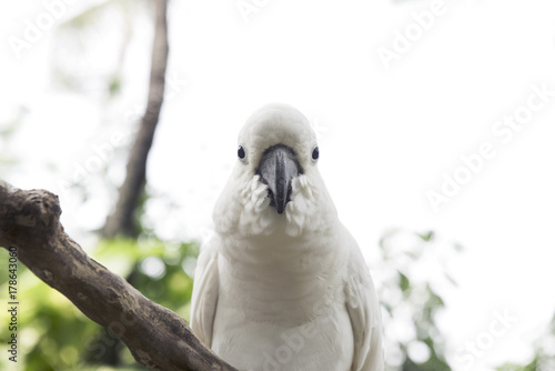 White cockatoo, Sulphur-crested Cockatoo (Cacatua galerita)