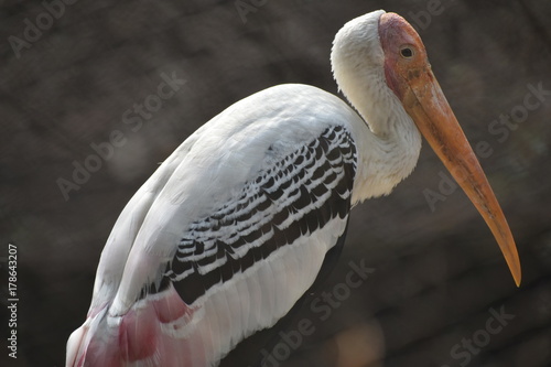 Painted Storks