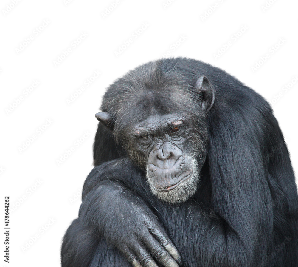 Portrait of a sad chimpanzee