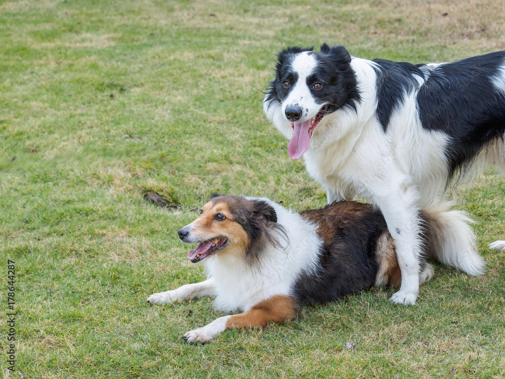 Two sheepdogs in the park on the grass outside. Border collie standing and Shetland sheepdog laying on ground.