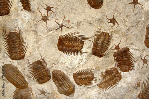 Petrified fossil starfishes and trilobites photo