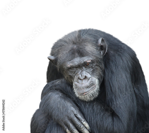 Portrait of a sad chimpanzee © frenta