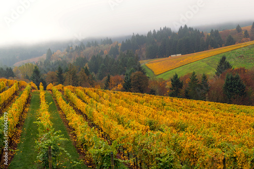 Oregon Vineyard in Fall Season USA America photo