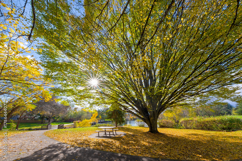 Fototapeta premium Big Old Tree at Commonwealth Lake Park in Beaverton Oregon USA