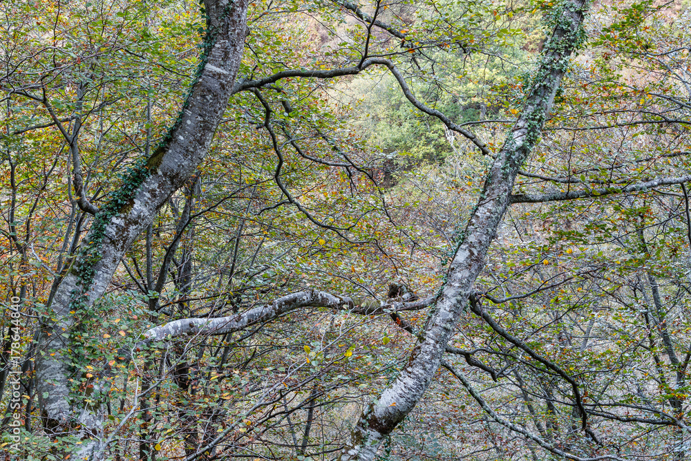 Fototapeta premium Bosque de Hayas. Fagus sylvatica. Ruta Bosque de Valgrande, Pajares, Asturias. 