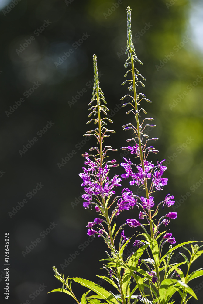 Obraz premium Purple widflower growing and blooming in the park on a sunny summer day in Norway.