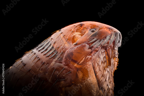 Extreme magnification - Flea at 20x magnification
