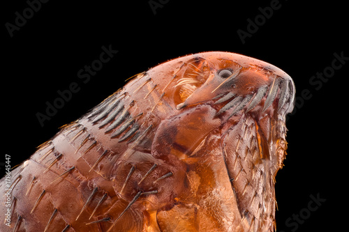 Extreme magnification - Flea at 20x magnification photo