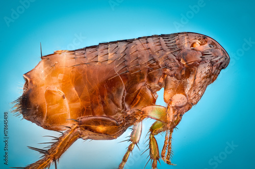 Extreme magnification - Flea at 10x magnification