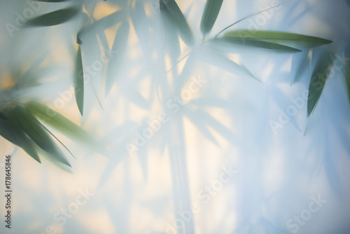 Zielony bambus we mgle z łodygami i liśćmi za matowym szkłem