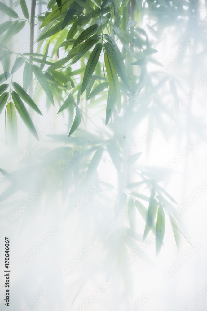 Fototapeta Zielony bambus w mgle z łodygami i liśćmi za oszronionym szkłem