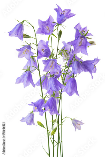 Fototapeta Naklejka Na Ścianę i Meble -  beautiful blooming bouquet blue bell flower isolated on white background, close up