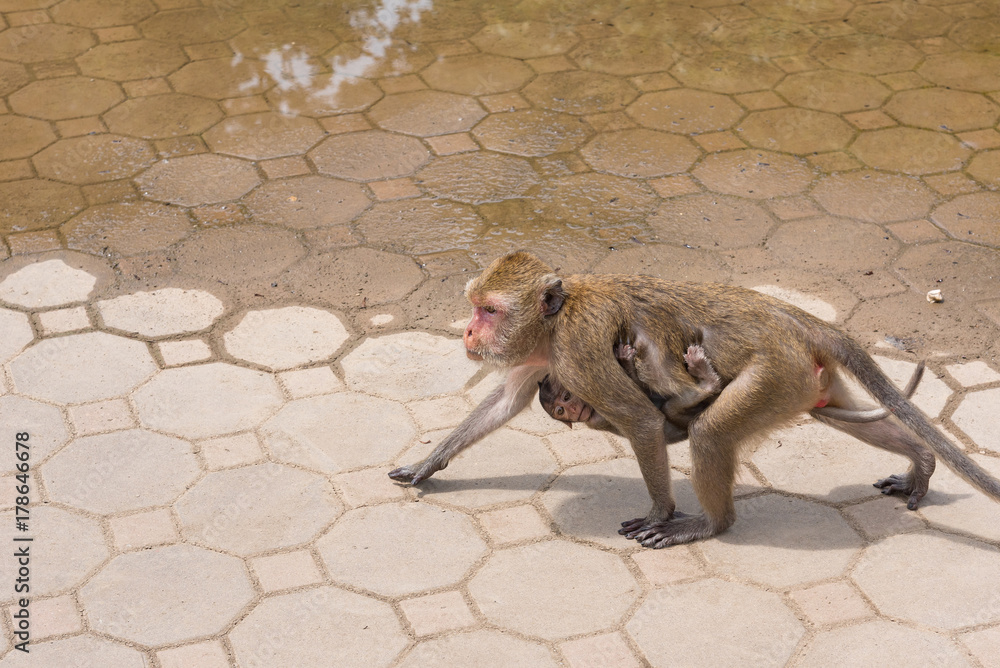Mother monkey hugging baby monkey.Thailand.