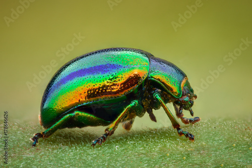 Billede på lærred Extreme magnification - Green jewel beetle