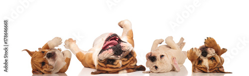 four english bulldogs laying upside down on their back