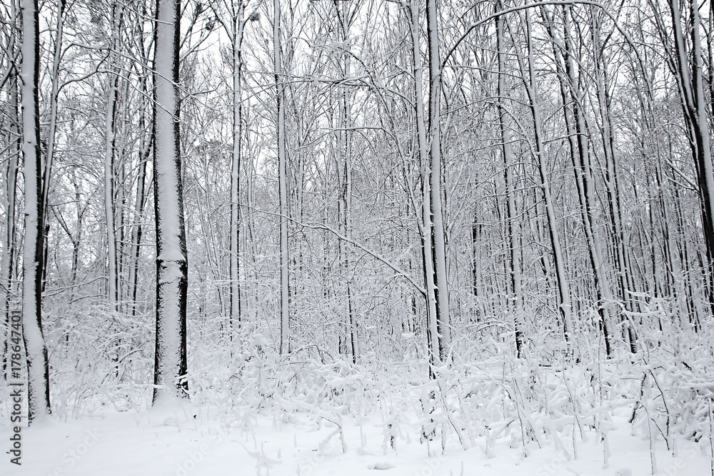 Snow-covered trees plants forest. Snow-covered trees plants forest.