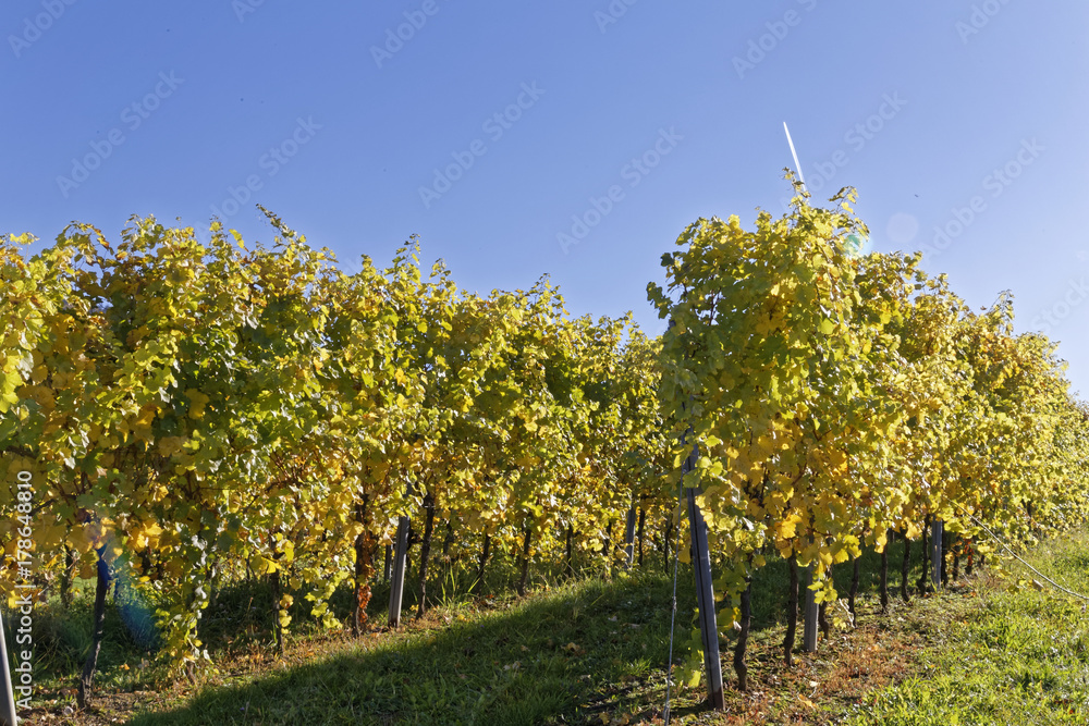 vineyars in Heidelberg Germany