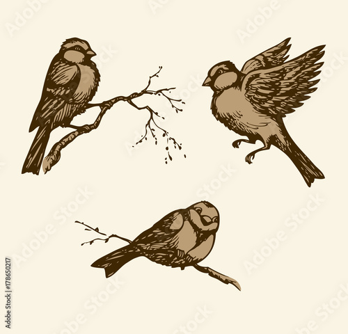 Vector drawing. Tits, sparrows and bullfinches on branches