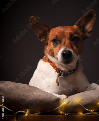 Terrier with Christmas lights