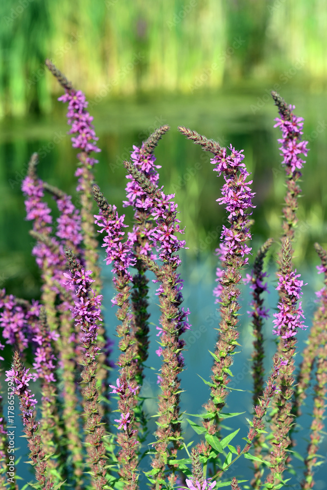 Blutweiderich, Lythrum, salicaria, Heilpflanze, Wasserpflanze Blutweiderich, Lythrum, salicaria, Heilpflanze, Wasserpflanze