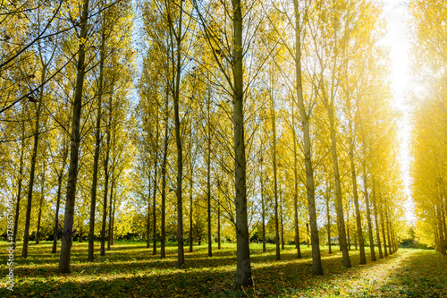 Canvastavla The yellow foliage of a poplar grove is illuminated by a dazzling autumnal sunshine in a residential area
