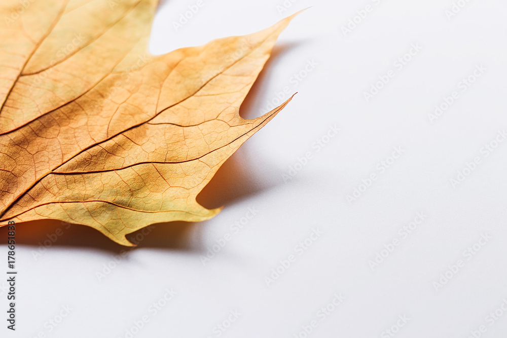 Single dry autumn leaf on a white background with shadow underneath Single dry autumn leaf on a white background with shadow underneath