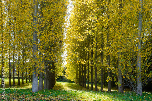 Rows of poplar trees with bright yellow leaves in a grove illuminated by an autumnal sunlight in a peri-urban area in the suburbs of Paris, France. photo