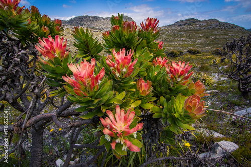 Red and green mimetes protea plants in spring, near Cape Town, South Africa.