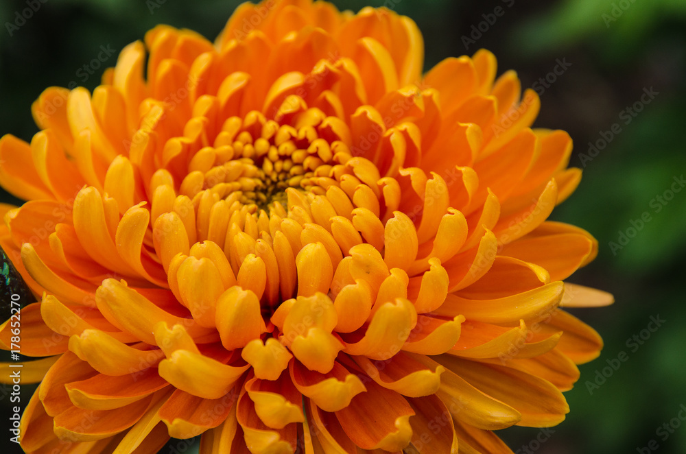 blossom yellow chrysanthemum blossom yellow chrysanthemum