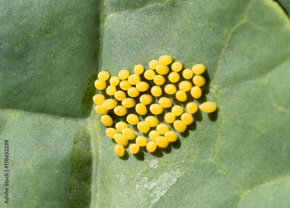 Schmetterlingseier Grosser Kohlweissling Pieris Brassicae Eier schmetterlingseier-grosser-kohlweissling-pieris-brassicae-eier