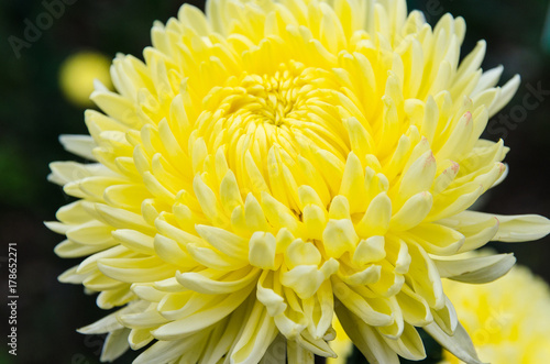 blossom yellow chrysanthemum