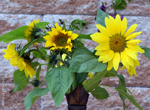 Sonnenblume, Helianthus, annuus photo