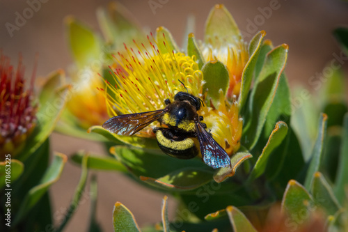A female carpenter bee gathers pollen from a protea flower in Kirstenbosch Botanical Gardens, Cape Town, South Africa