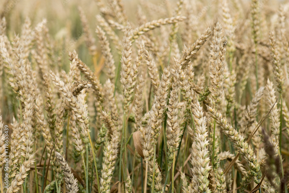 wheat detail