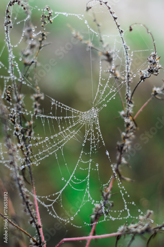 foggy morning .autumn landscape . on the ground lay colorful leaves . nature in different colors . can be background .  macro shooting is a spider's web with dewdrops