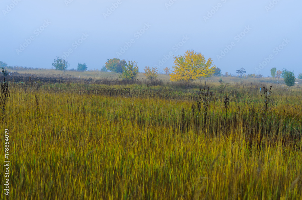 foggy morning .autumn landscape . on the ground lay colorful leaves . nature in different colors . can be background . foggy morning .autumn landscape . on the ground lay colorful leaves . nature in different colors . can be background .
