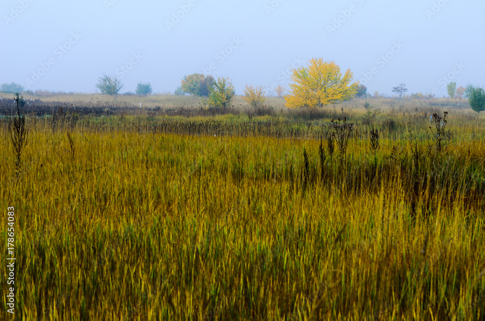 foggy morning .autumn landscape . on the ground lay colorful leaves . nature in different colors . can be background .