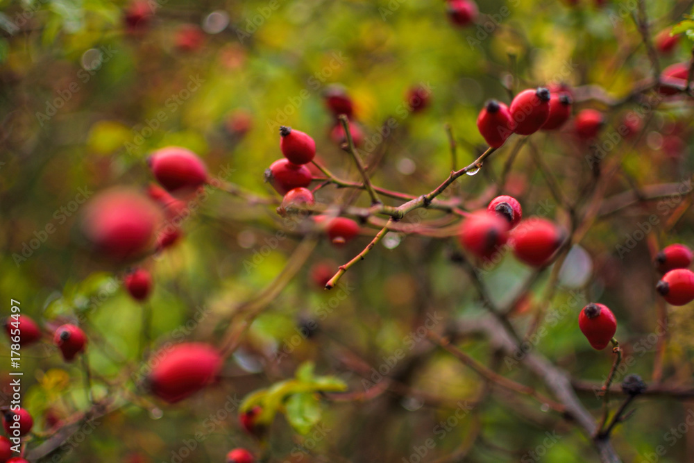 red berry