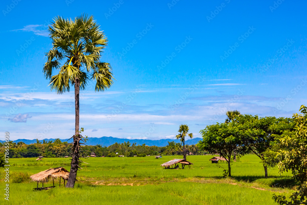 View of paddy field View of paddy field
