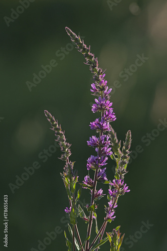 Fleur sauvage des champs violette de la campagne des C  vennes en France.