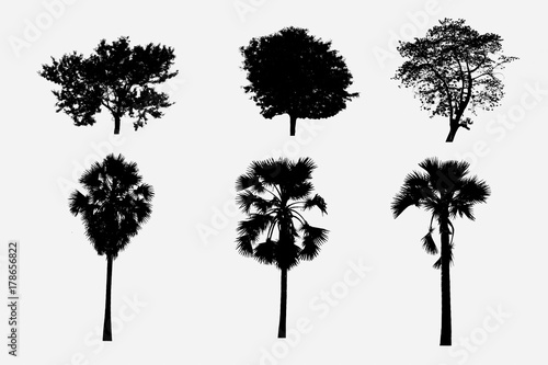 Silhouette of Group of trees isolated on white background .