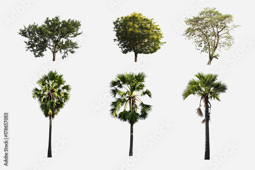 Group of trees isolated on white background .