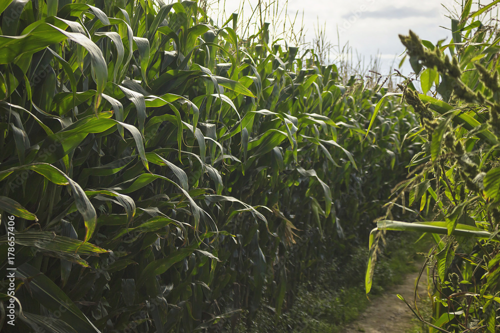 Corn plantation Corn plantation