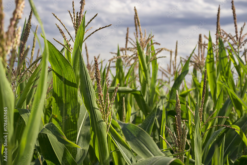 Obraz premium Corn plantation