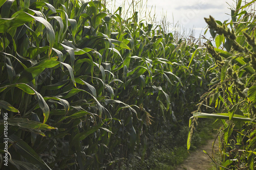 Corn plantation