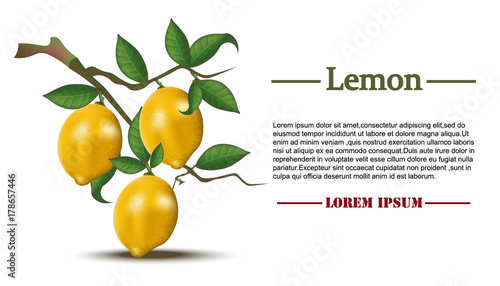 Lemons on a branch Vector realistic. Fruits card detailed nutrition texts