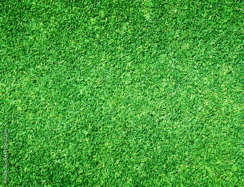 Fototapeta premium grass