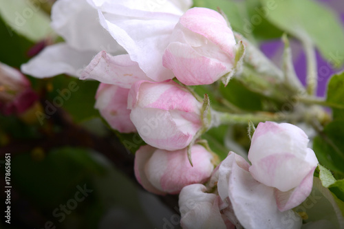 Fototapeta Naklejka Na Ścianę i Meble -  Close up image of white flower on purple background